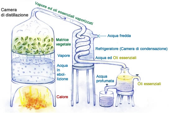 distillazione acqua profumata